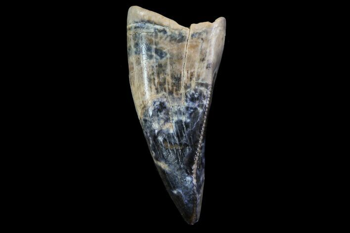 Albertosaurus Premax Tooth - Alberta (Disposition #-) #67609